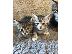 PoulaTo: Νορβηγικά δάση X Ragdoll Kittens